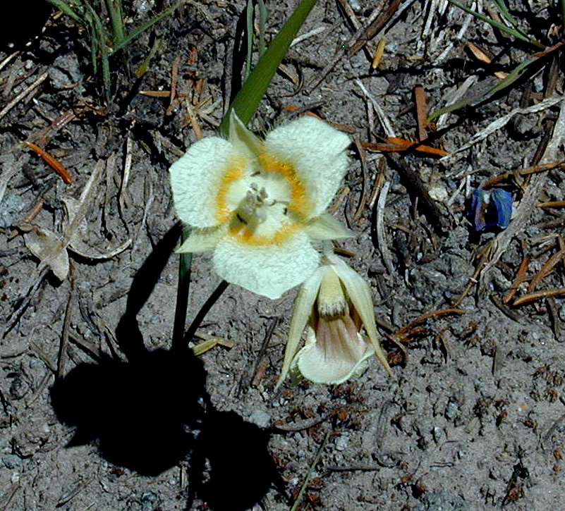 06-Aug-2000
Mount Hood, OR
Flower ??