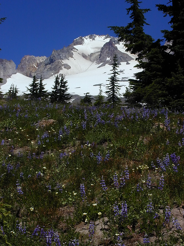 06-Aug-2000
Mount Hood, OR
Lupines and Mt. Hood