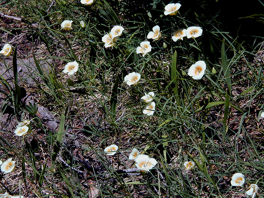 06-Aug-2000
Mount Hood, OR
Flowers ??