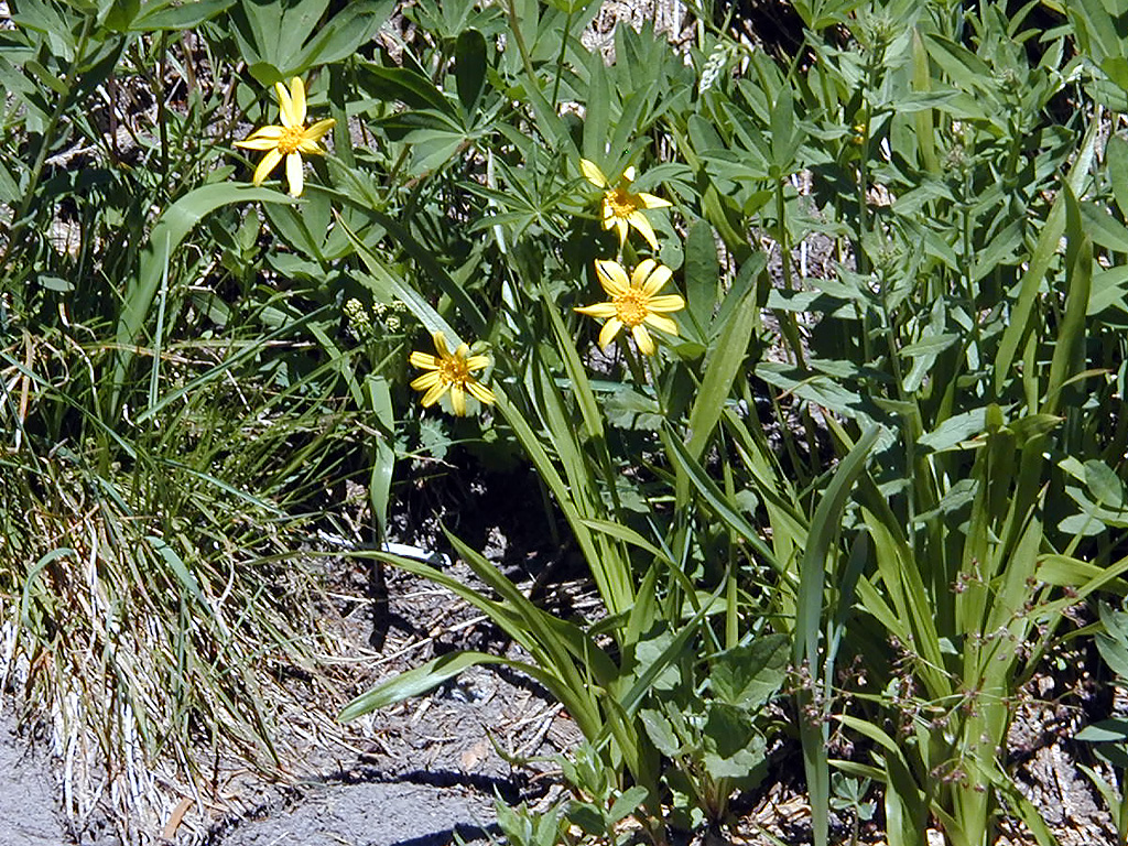 06-Aug-2000
Mount Hood, OR
Flowers ??