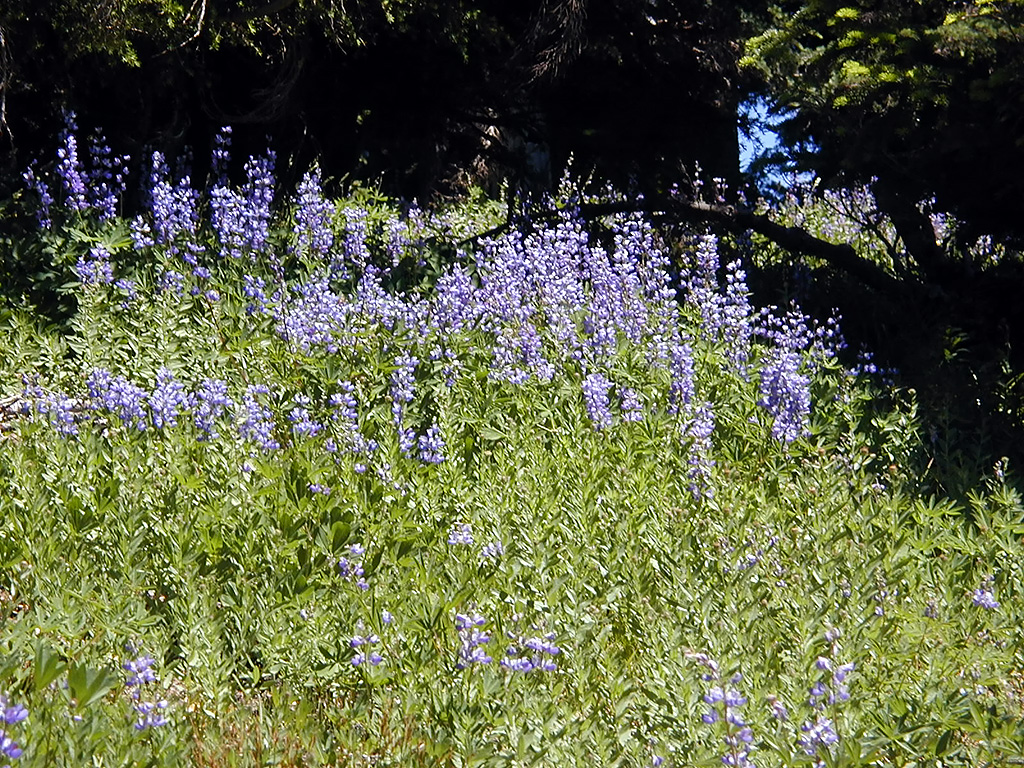 06-Aug-2000
Mount Hood, OR
Flowers ??