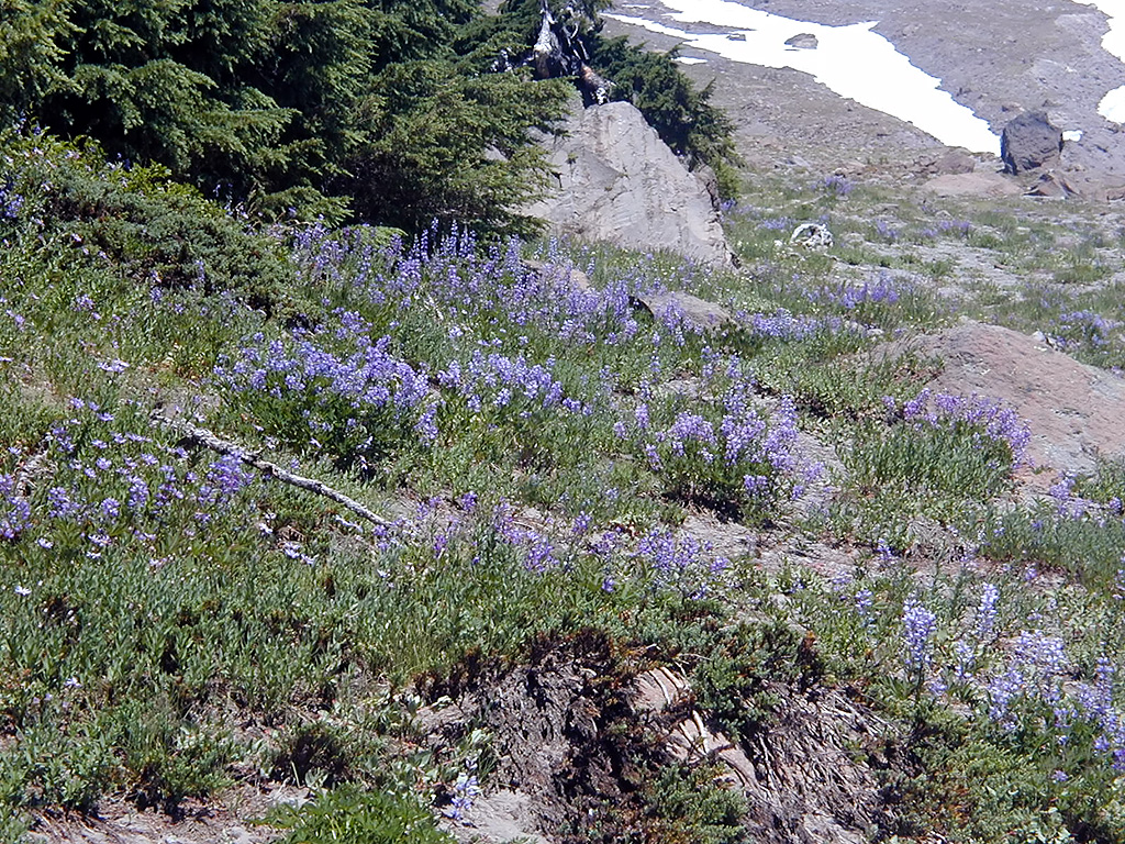 06-Aug-2000
Mount Hood, OR
Flowers ??