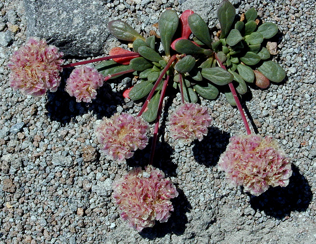 06-Aug-2000
Mount Hood, OR
Flowers  ??