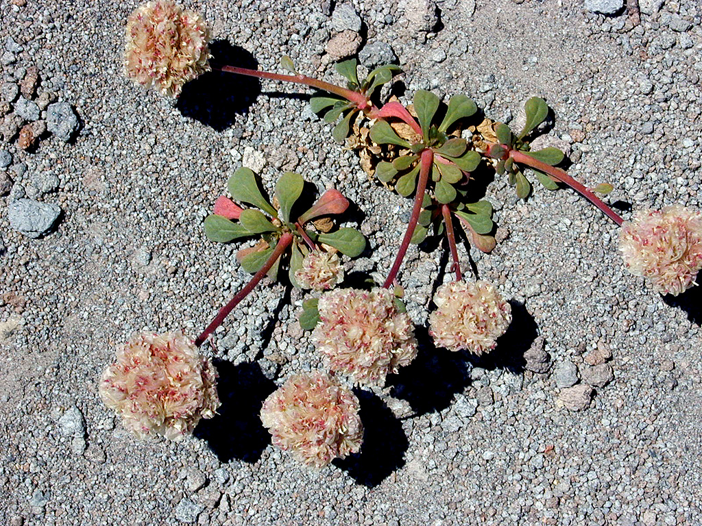 06-Aug-2000
Mount Hood, OR
Flowers  ??