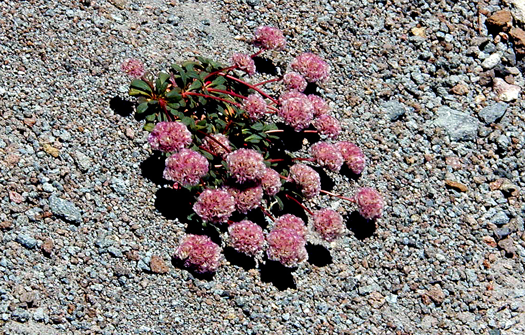 06-Aug-2000
Mount Hood, OR
Flowers ??