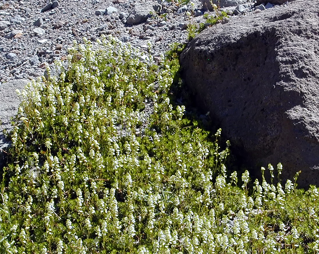 06-Aug-2000
Mount Hood, OR
Flowers  ??