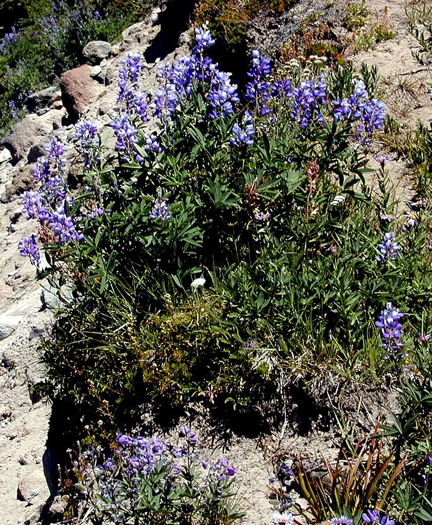 06-Aug-2000
Mount Hood, OR
A clump of Lupines