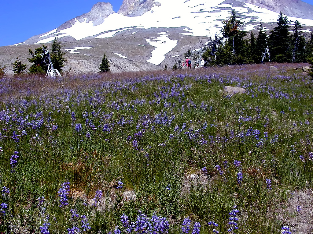06-Aug-2000
Mount Hood, OR
A field of Lupines