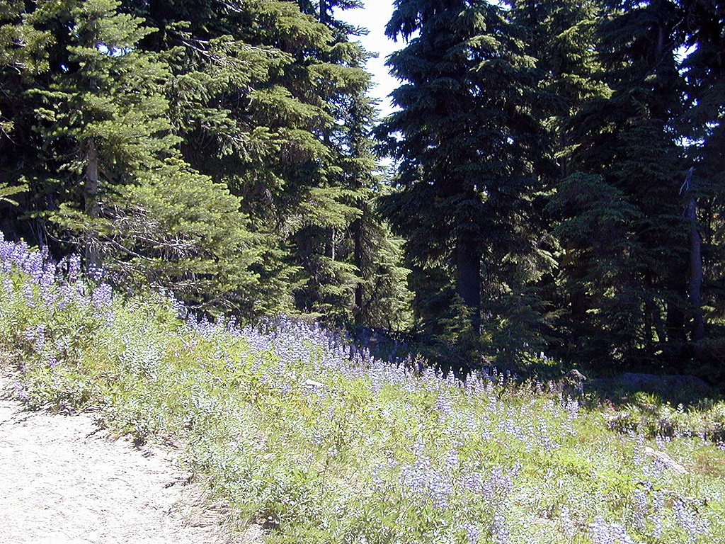 06-Aug-2000
Mount Hood, OR
A field of Lupines