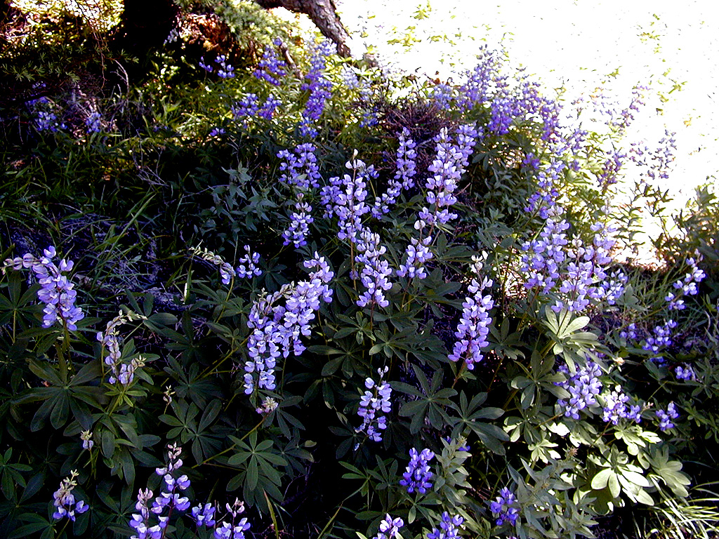 06-Aug-2000
Mount Hood, OR
Lupines