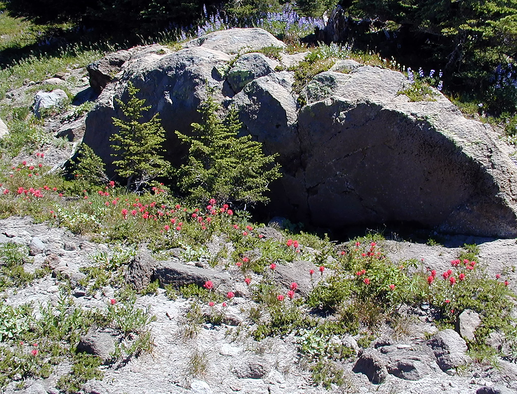 06-Aug-2000
Mount Hood, OR
Flowers ??
