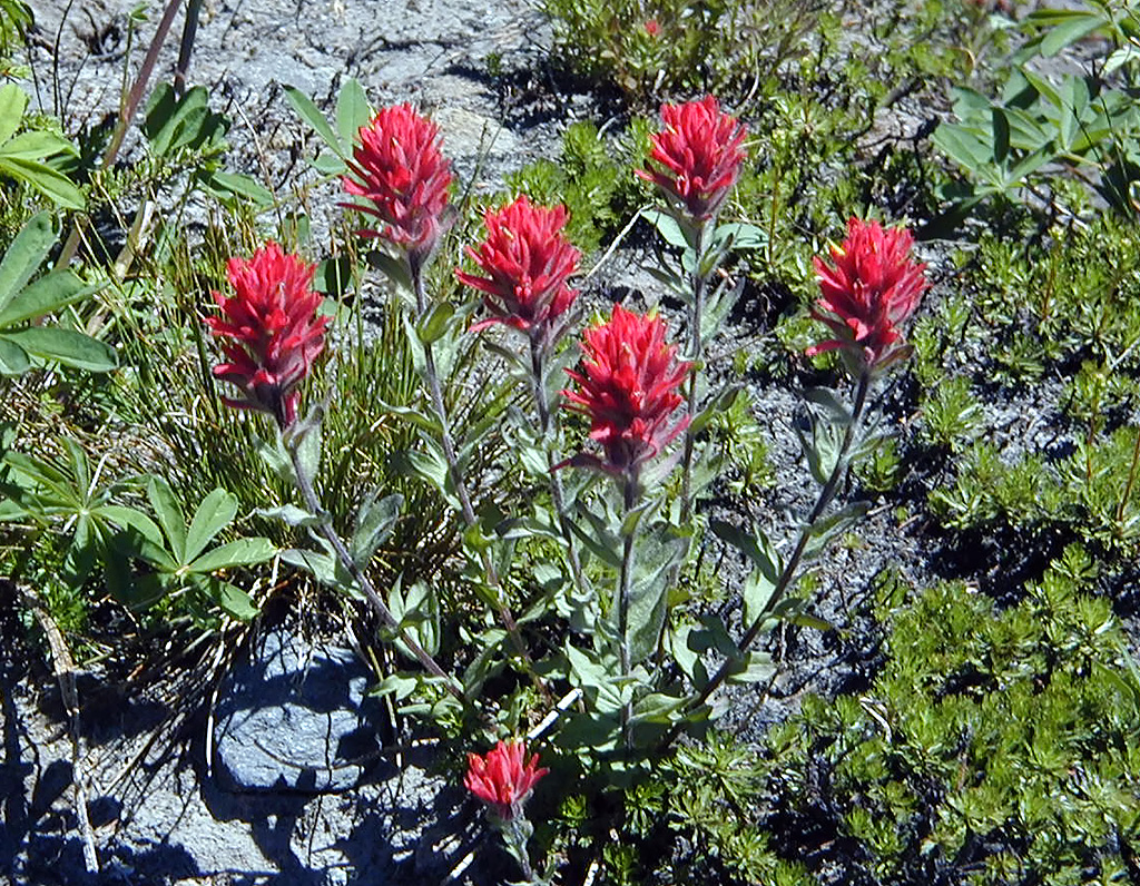 06-Aug-2000
Mount Hood, OR
Giant red paintbrush flowers