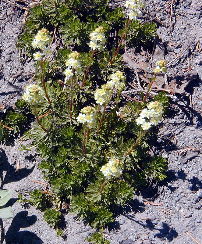 06-Aug-2000
Mount Hood, OR
Flowers