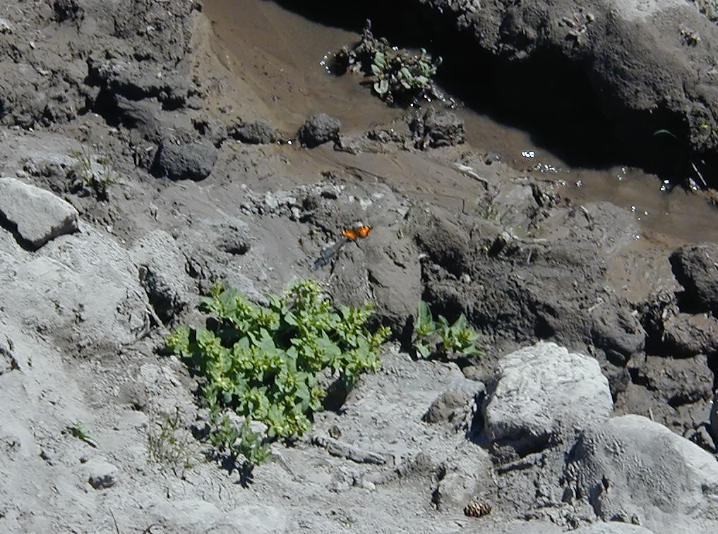 06-Aug-2000
Mount Hood, OR
Monarch butterfly