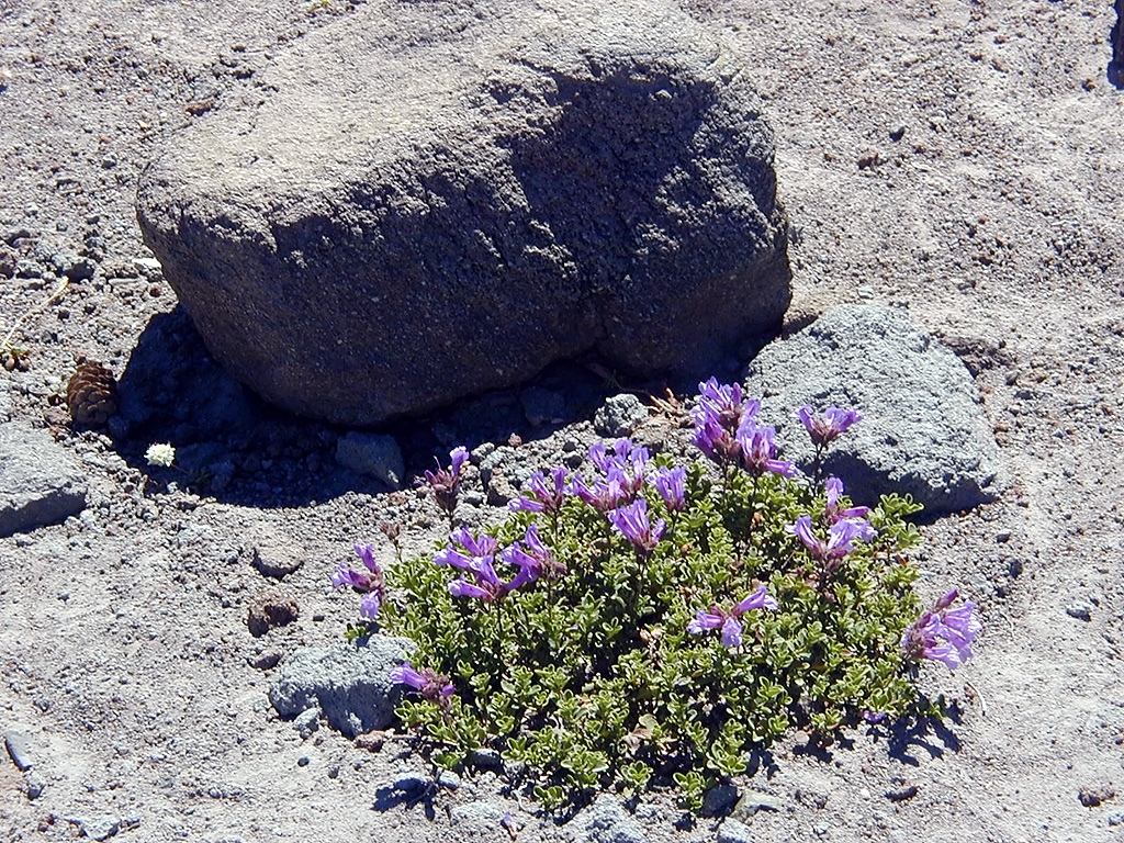 06-Aug-2000
Mount Hood, OR
Flowers