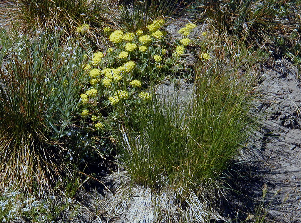 06-Aug-2000
Mount Hood, OR
Flowers