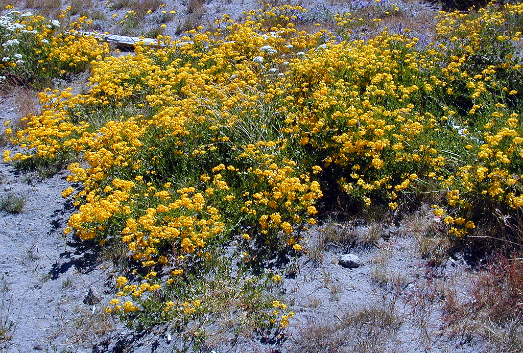06-Aug-2000
Mount Hood, OR
Flowers