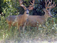 31-Jul-2000
Leavenworth, WA
Pair of mule deer
