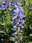 01-Aug-2000
Olympic National Park, WA
Sub-alpine Lupines