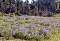01-Aug-2000
Olympic National Park, WA
A field of sub-alpine lupines
