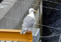 28-Jul-2000
Seattle
Chittenden Locks - Seagull