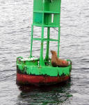 28-Jul-2000
Seattle
Steller Sea Lion pup resting on a buoy
The boat approached this buoy off West Point very quietly. A young Steller sea lion was resting on the deck.