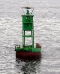 28-Jul-2000
Seattle
Steller Sea Lion pup resting on a buoy