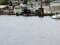 28-Jul-2000
Seattle - Lake Washington Ship Canal
Seagulls on the water