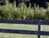 29-Jul-2000
US2 near Marblemount, WA
An American Robin sitting on a fence