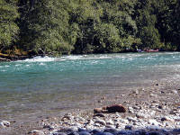 29-Jul-2000
Newhalem, WA
River Loop Trail - Skagit River