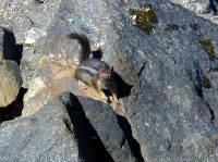 29-Jul-2000
Lake Diablo, WA
Cascade Golden-Mantled Ground Squirrel at Lake Diablo Overlook