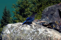 29-Jul-2000
Lake Diablo, WA
Steller's Jay at Lake Diablo Overlook