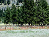 29-Jul-2000
Mazama, WA
Horses near where we stopped for lunch