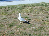 29-Jul-2000
Lake Chelan, WA
Lakeside Park - Seagull