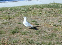 29-Jul-2000
Lake Chelan, WA
Lakeside Park - Seagull
