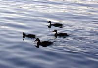 30-Jul-2000
Lake Chelan, WA
Lakeside Park - Ducks on the lake