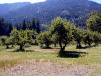 30-Jul-2000
Stehekin, WA
Buckner's Orchard