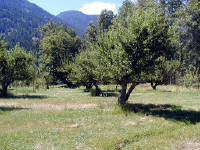 30-Jul-2000
Stehekin, WA
Buckner's Orchard
