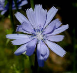 31-Jul-2000
Leavenworth, WA
Chicory Flower