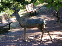 31-Jul-2000
Leavenworth, WA
Mule deer