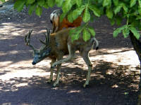 31-Jul-2000
Leavenworth, WA
Pair of mule deer