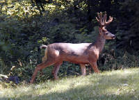 31-Jul-2000
Leavenworth, WA
Mule deer