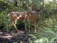 31-Jul-2000
Leavenworth, WA
Pair of mule deer