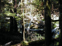 31-Jul-2000
Deception Falls, WA
Confusion of trees