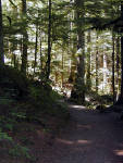 31-Jul-2000
Deception Falls, WA
The footpath through the trees