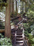 31-Jul-2000
Deception Falls, WA
Steps in the footpath