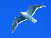 31-Jul-2000
Edmonds, WA
Seagull hovering over the ferry