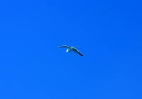 31-Jul-2000
Edmonds, WA
Seagull hovering over the ferry