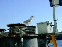 31-Jul-2000
Kingston, WA
Seagull on the dock at Kingston