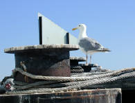 31-Jul-2000
Kingston, WA
Seagull on the dock at Kingston